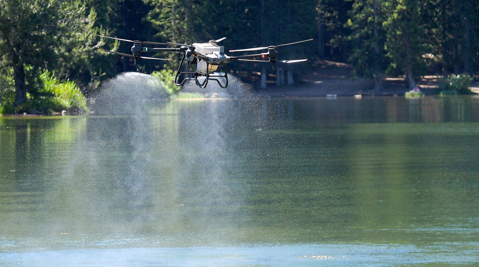 Forest Service calls on Weston company to combat aggressive plant at Tony Grove Lake